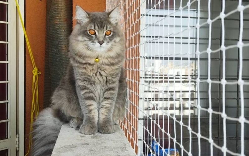 IT Consulting & Support